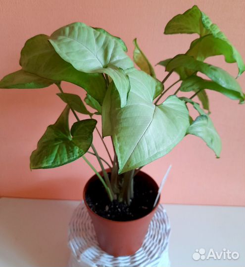 Сингониумы White Butterfly, Imperial White