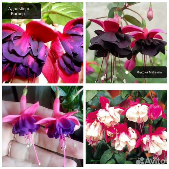 Фуксии сортовые