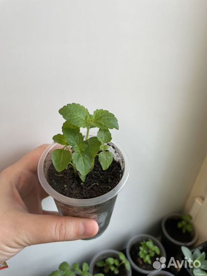 Агератум рассада