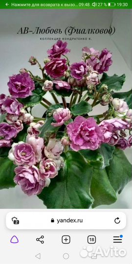 Фиалка Ав любовь