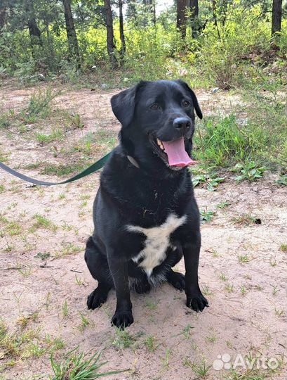 Собака в добрые руки