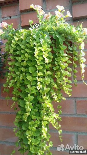 Лизимахия ампельная