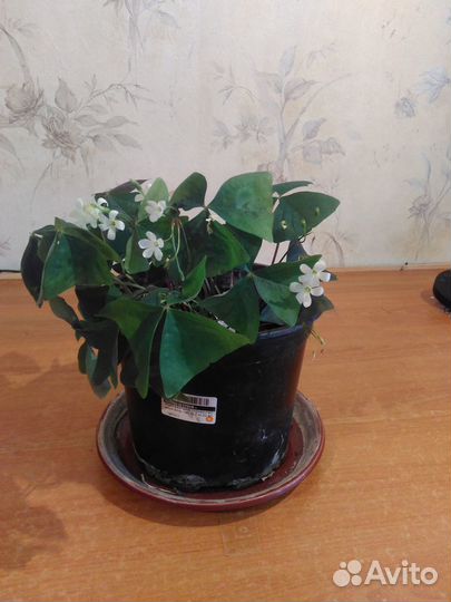 Кислица оксалис зеленая