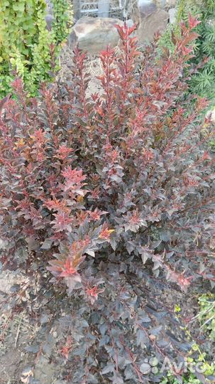 Пузыреплодник Литл Энджел