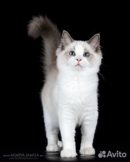 Upper, котенок рэгдолл