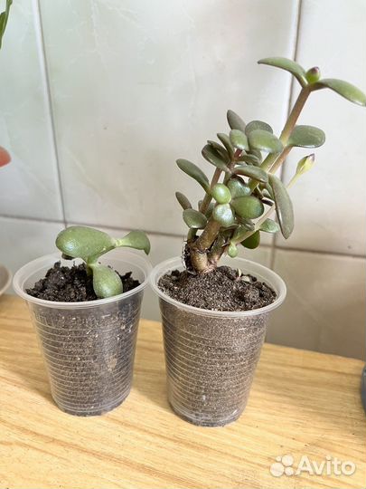 2 шт. Малыши денежного дерева