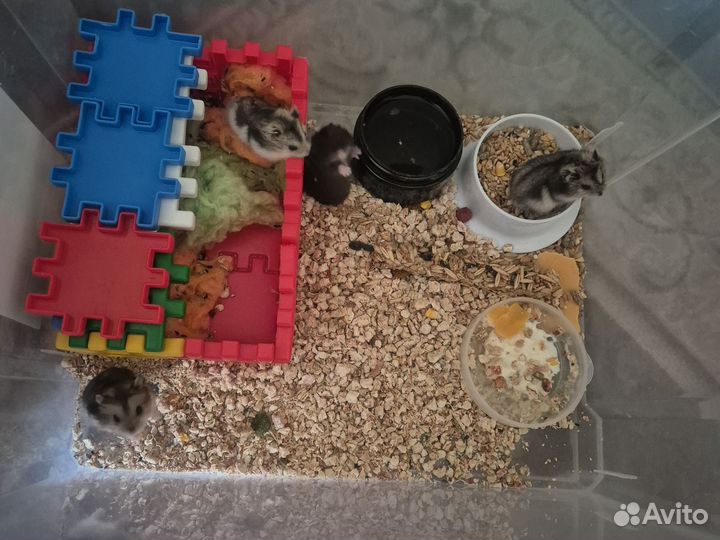 Джунгарский хомяк бесплатно