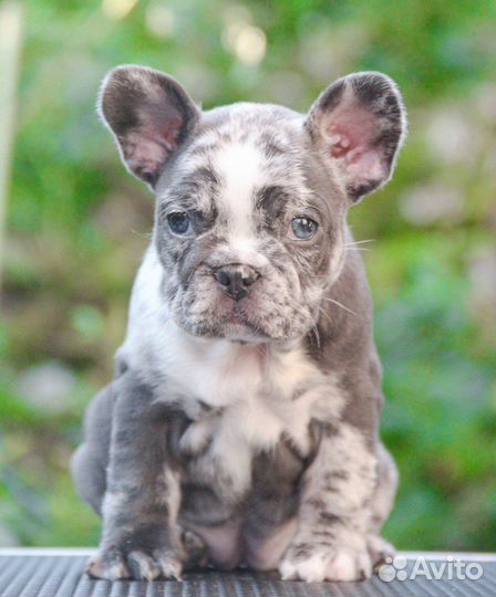 Французский бульдог