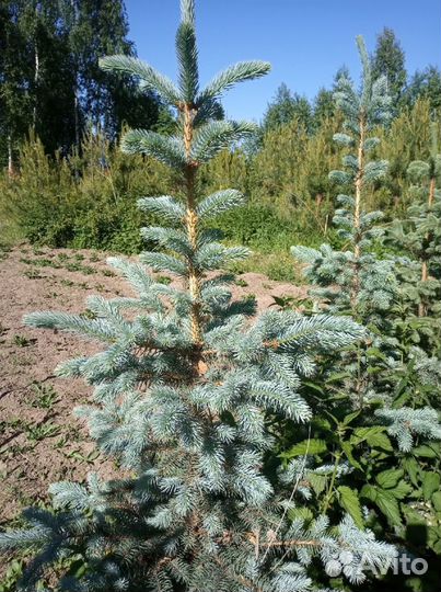 Ель голубая