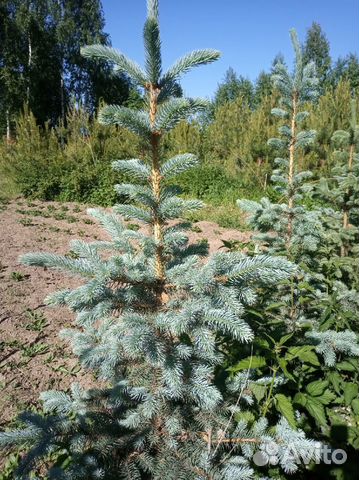 Ель голубая