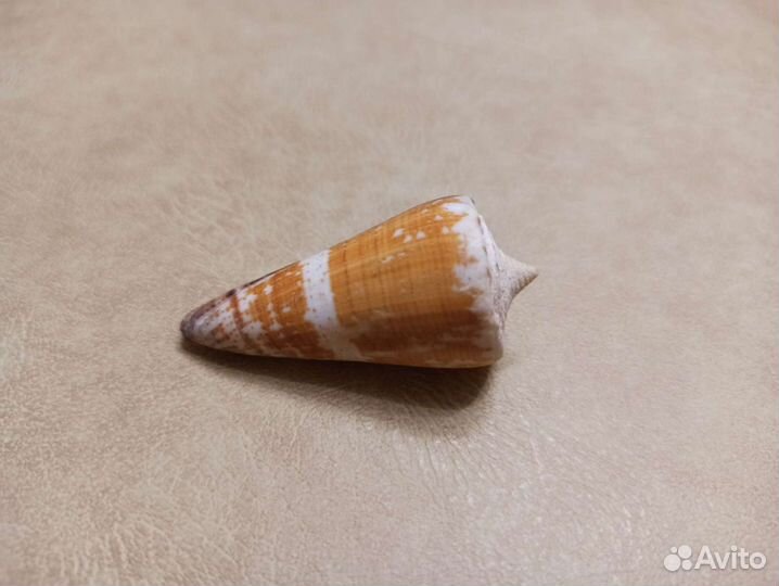 Морская раковина