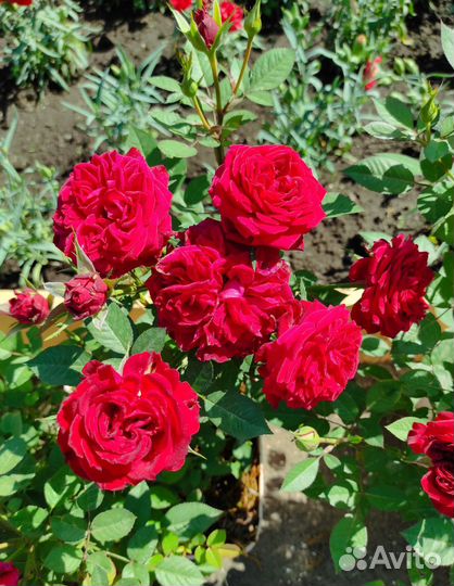 Роза комнатная