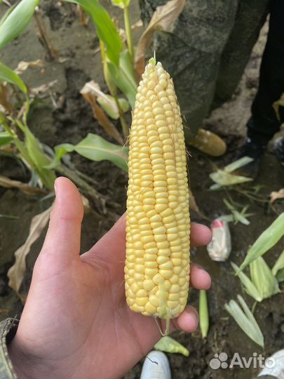 Кукуруза