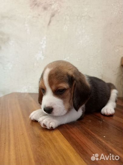 Щенки бигль