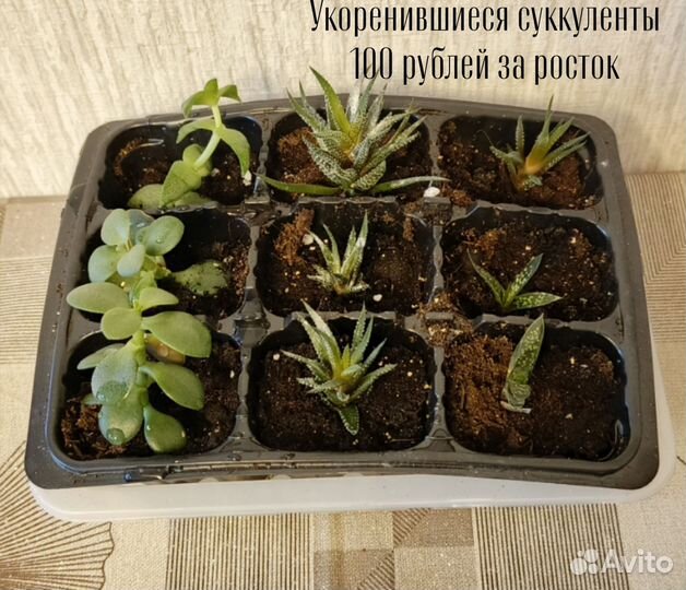 Комнатные цветы