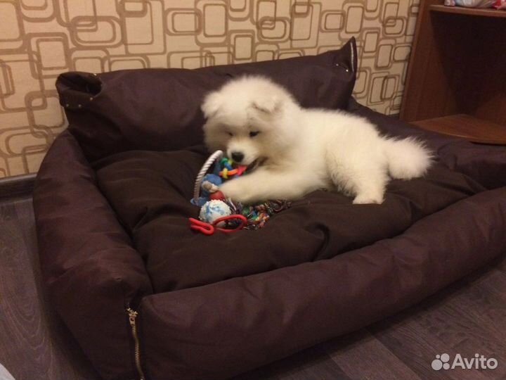 Самоедская лайка самоед вязка