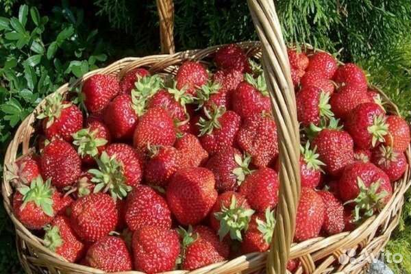 Рассада клубники Маршал и Фестивальная усы