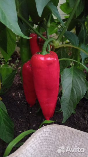 Перец болгарский рассада