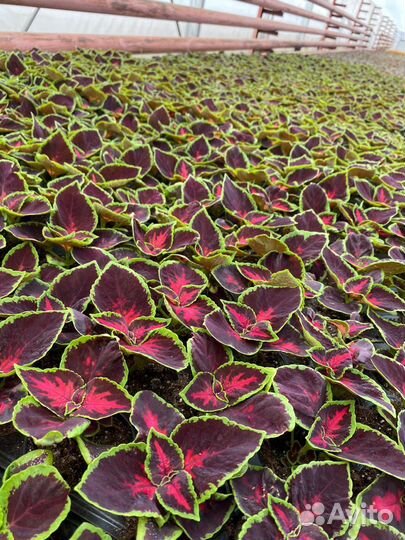 Рассада однолетних цветов оптом