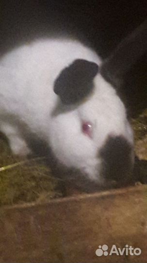 Кролики калифорнийской породы