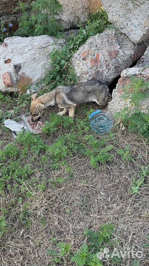 Собака скелет в поле