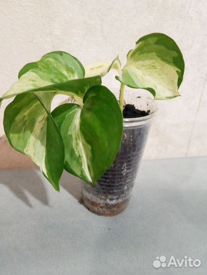 Эпипремнум марбл эпл