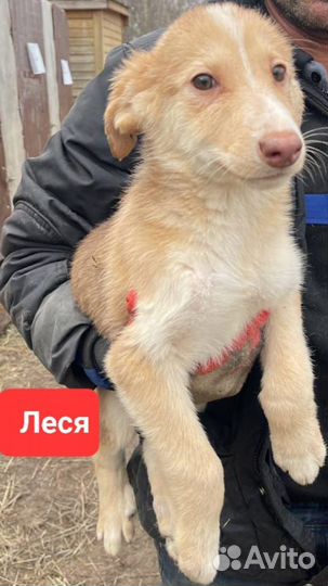 Щенки из приюта в добрые руки (девочки)