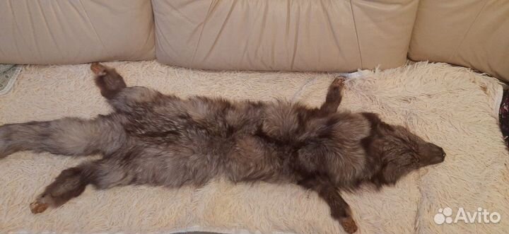 Шкура песца