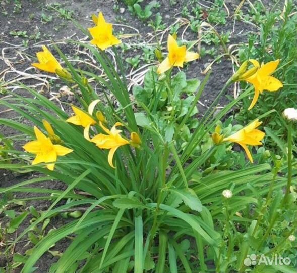 Лилейники, Лилии