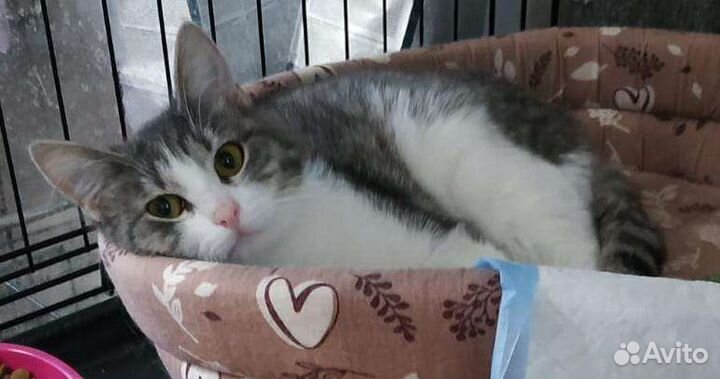 Кошка с улицы