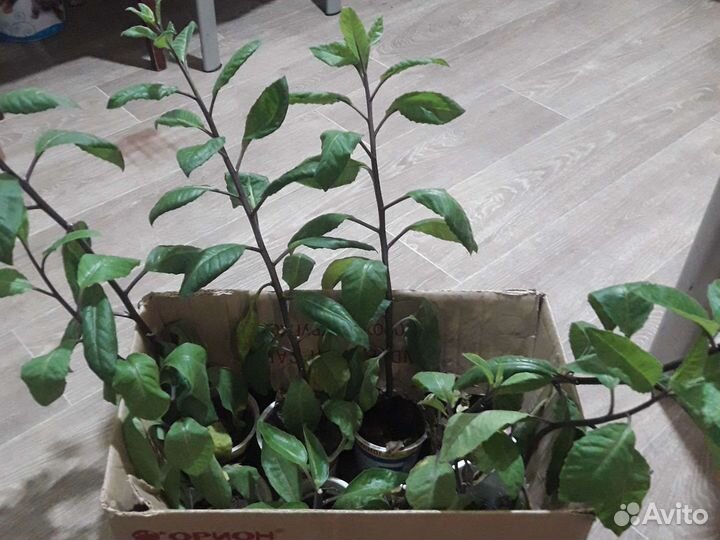 Джинура Листья бога