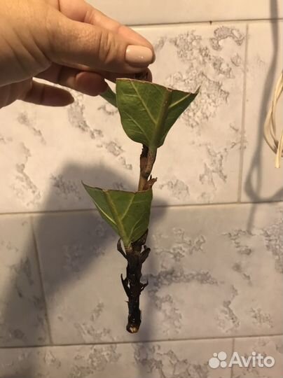 Фикус Лирата- отросток с корешками