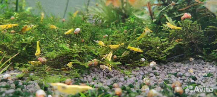 Креветки жёлтый неон