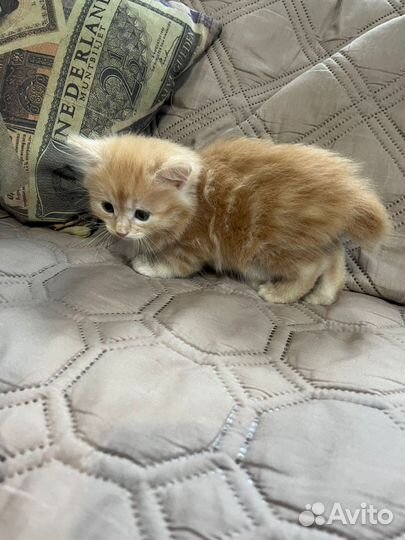 Котята в добрые руки бесплатно мальчики