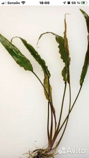 Криптокорина