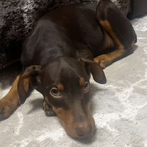 Доберман, щенок