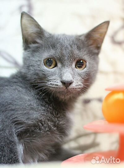 Котята метисы русской голубой в дар 2,5 мес