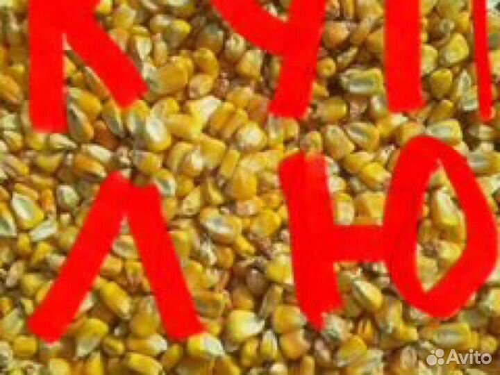 Продам пшеницу ячмень