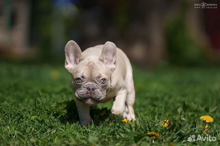 Французский бульдог, мальчик