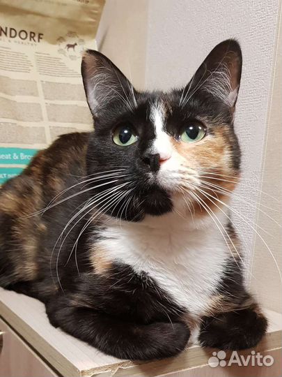 Трехцветка ласковая Бонечка 2г. привита стерильна