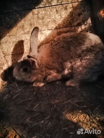 Кролики мясных пород