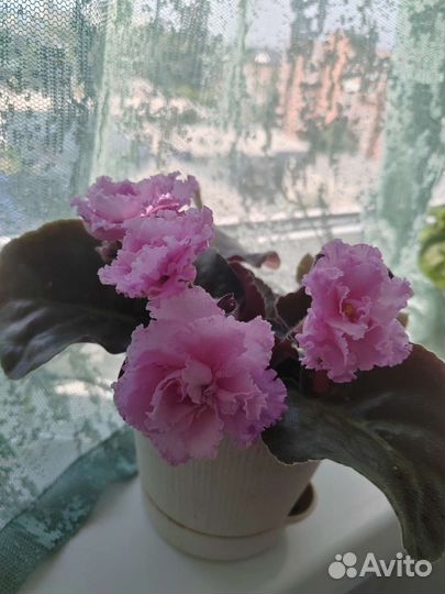 Комнатные цветы фиалки