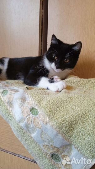 В добрые руки