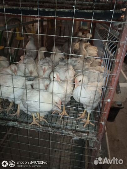 Молодые петушки