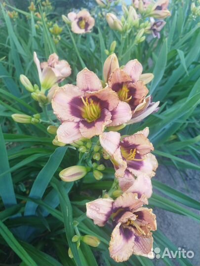 Лилейники сортовые