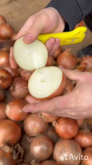 Лук репчатый оптом