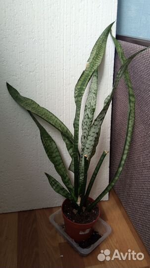 Сансевиерия, сингониум