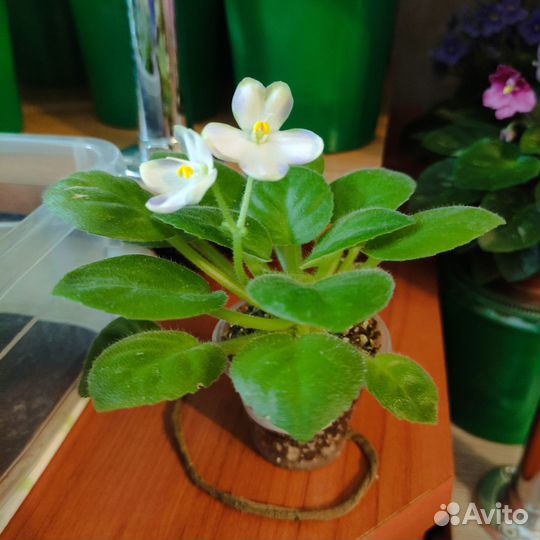 Сортовые фиалки