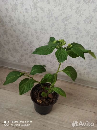 Гортензия крупнолистная