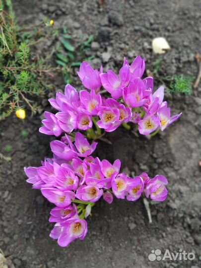 Луковицы безвременника